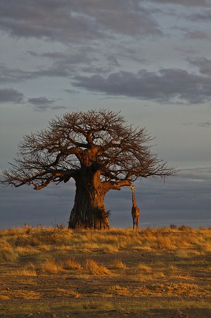Photo:  Baobab (2)